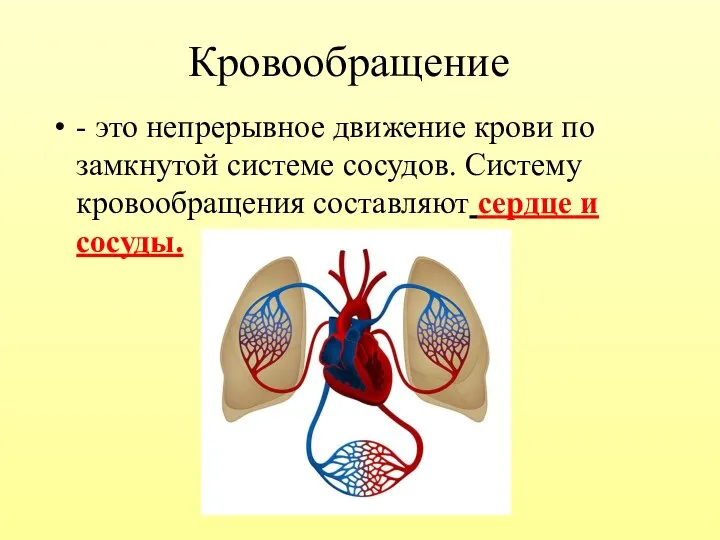 Кровообращение - это непрерывное движение крови по замкнутой системе сосудов. Систему кровообращения составляют сердце и сосуды.