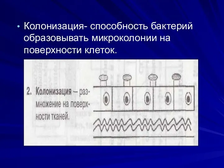 Колонизация- способность бактерий образовывать микроколонии на поверхности клеток.