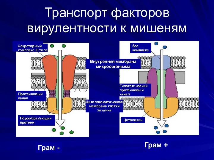 Транспорт факторов вирулентности к мишеням Секреторный комплекс III типа Грам -