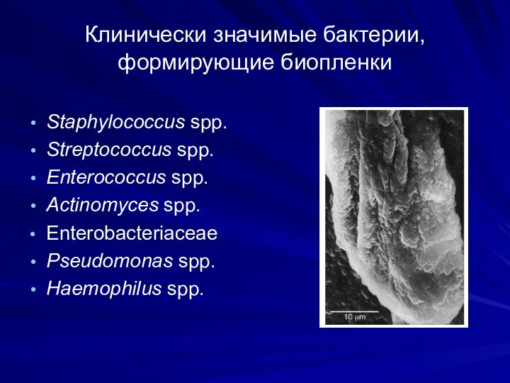 Клинически значимые бактерии, формирующие биопленки Staphylococcus spp. Streptococcus spp. Enterococcus spp.