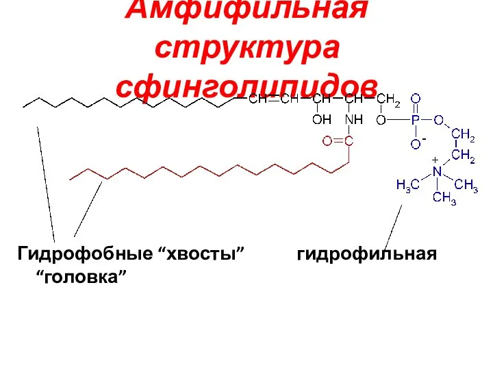 Амфифильная структура сфинголипидов Гидрофобные “хвосты” гидрофильная “головка”