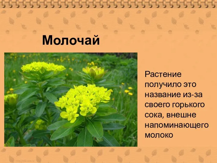 Молочай Растение получило это название из-за своего горького сока, внешне напоминающего молоко