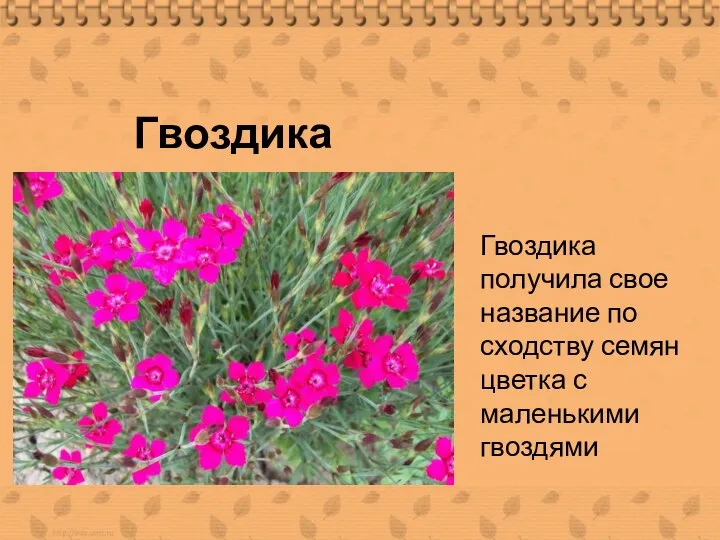 Гвоздика Гвоздика получила свое название по сходству семян цветка с маленькими гвоздями