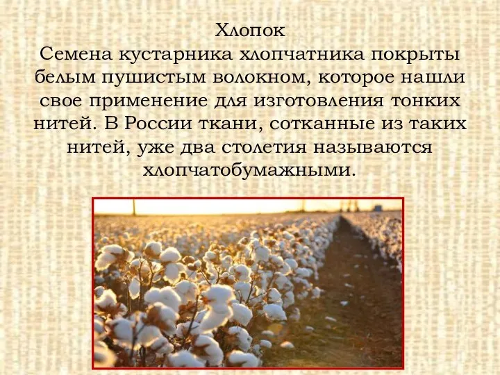 Хлопок Семена кустарника хлопчатника покрыты белым пушистым волокном, которое нашли свое