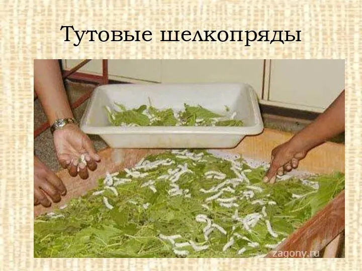 Тутовые шелкопряды