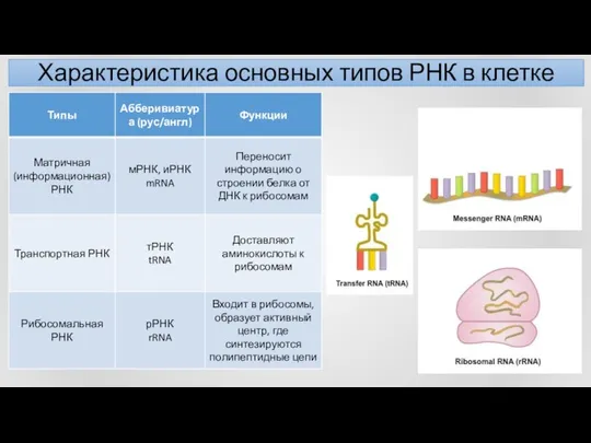 Характеристика основных типов РНК в клетке