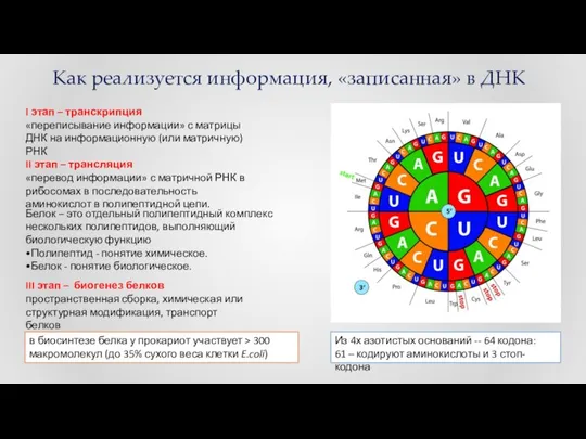 Как реализуется информация, «записанная» в ДНК I этап – транскрипция «переписывание