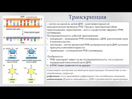 – синтез на одной из цепей ДНК – комплиментарной ей одноцепочечной