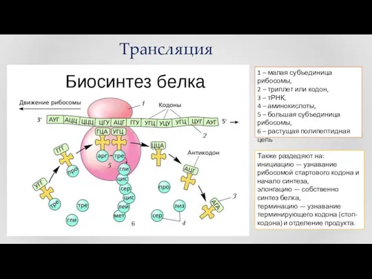 1 – малая субъединица рибосомы, 2 – триплет или кодон, 3