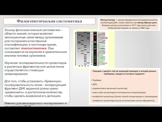 Филогенетическая систематика Основу филогенетической систематики -- области знаний, которая выявляет эволюционные