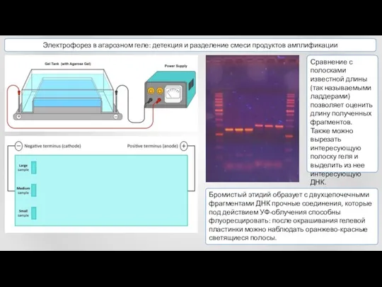 Электрофорез в агарозном геле: детекция и разделение смеси продуктов амплификации Бромистый