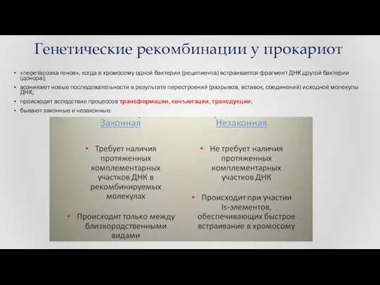 Генетические рекомбинации у прокариот «перетасовка генов», когда в хромосому одной бактерии