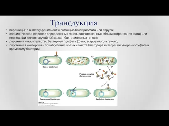 Трансдукция перенос ДНК в клетку-реципиент с помощью бактериофага или вируса; специфическая