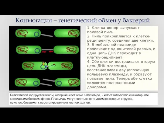 Конъюгация – генетический обмен у бактерий Белок пилей кодируется геном, который