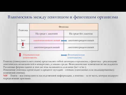 Взаимосвязь между генотипом и фенотипом организма Генотип (совокупность всех генов) представляет