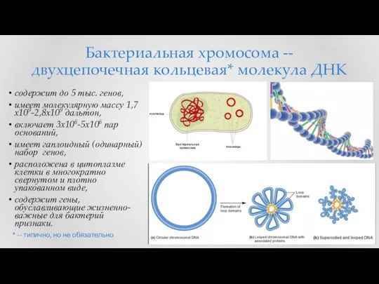 Бактериальная хромосома -- двухцепочечная кольцевая* молекула ДНК содержит до 5 тыс.
