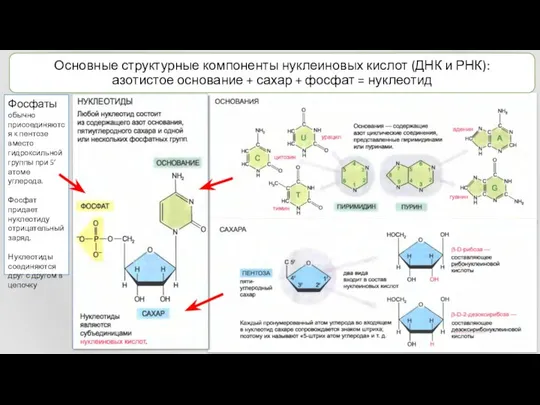 Основные структурные компоненты нуклеиновых кислот (ДНК и РНК): азотистое основание +