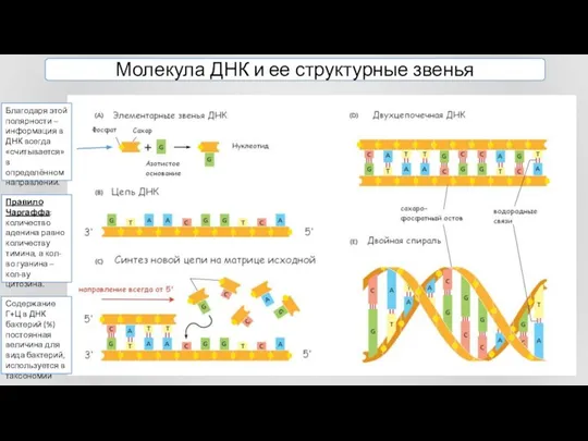 Молекула ДНК и ее структурные звенья Благодаря этой полярности – информация