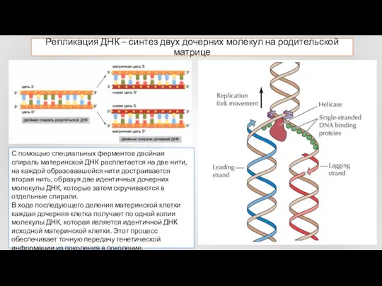 Репликация ДНК – синтез двух дочерних молекул на родительской матрице С