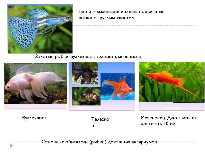 Гуппи – маленькие и очень подвижные рыбки с круглым хвостом Золотые