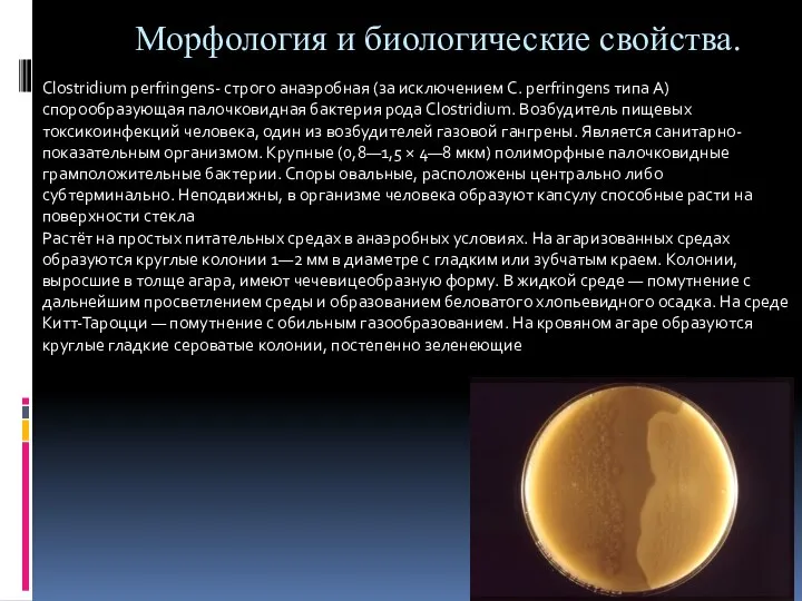 Морфология и биологические свойства. Clostridium perfringens- строго анаэробная (за исключением C.