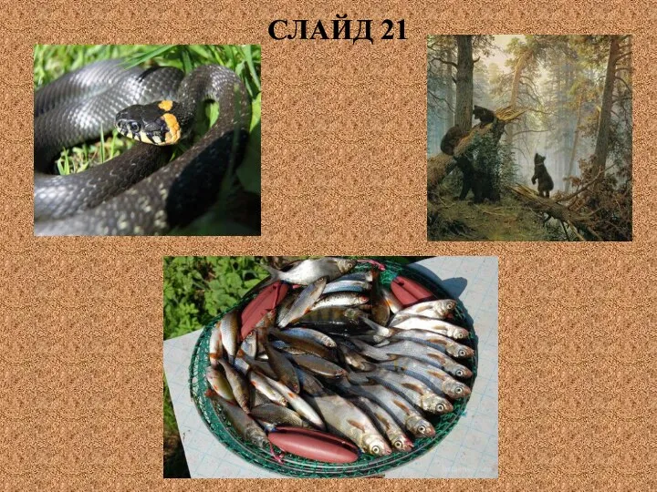 СЛАЙД 21