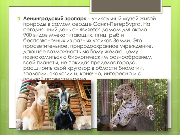 Ленинградский зоопарк – уникальный музей живой природы в самом сердце Санкт-Петербурга.