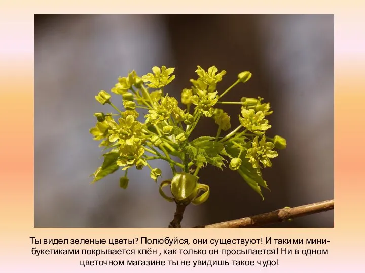 Ты видел зеленые цветы? Полюбуйся, они существуют! И такими мини-букетиками покрывается