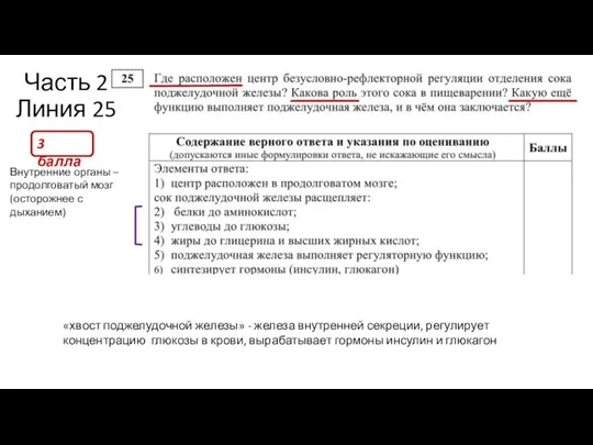 Часть 2 Линия 25 3 балла Внутренние органы – продолговатый мозг