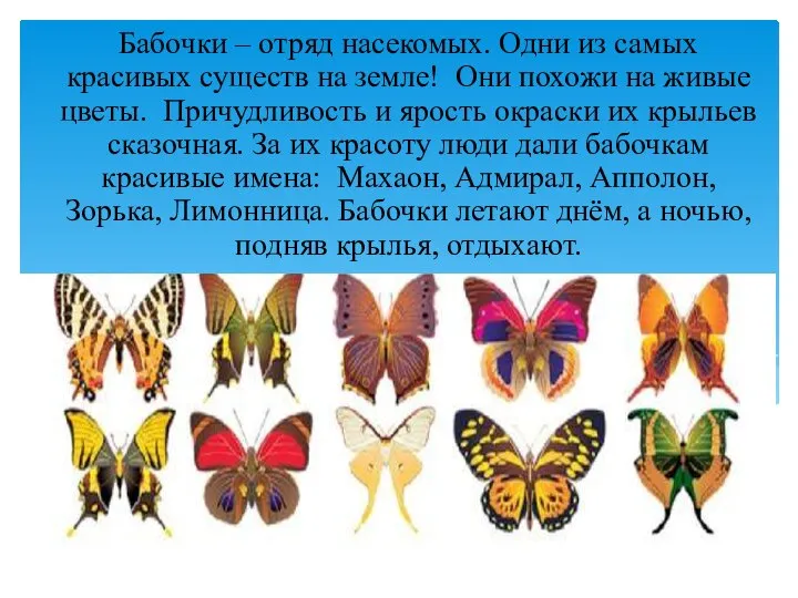 Бабочки – отряд насекомых. Одни из самых красивых существ на земле!