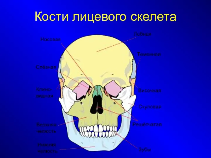 Кости лицевого скелета