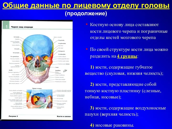 Общие данные по лицевому отделу головы (продолжение)‏ Костную основу лица составляют