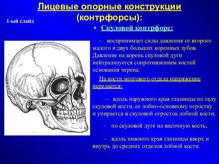 Лицевые опорные конструкции (контрфорсы)‏: Скуловой контрфорс: – воспринимает силы давления от