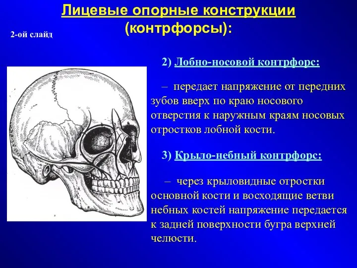 Лицевые опорные конструкции (контрфорсы)‏: 2) Лобно-носовой контрфорс: – передает напряжение от