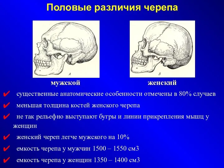 Половые различия черепа мужской женский существенные анатомические особенности отмечены в 80%