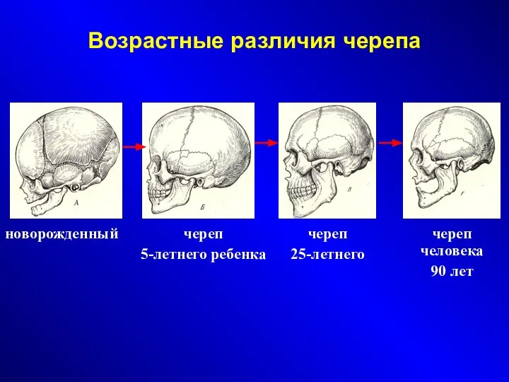 Возрастные различия черепа новорожденный череп 5-летнего ребенка череп 25-летнего череп человека 90 лет