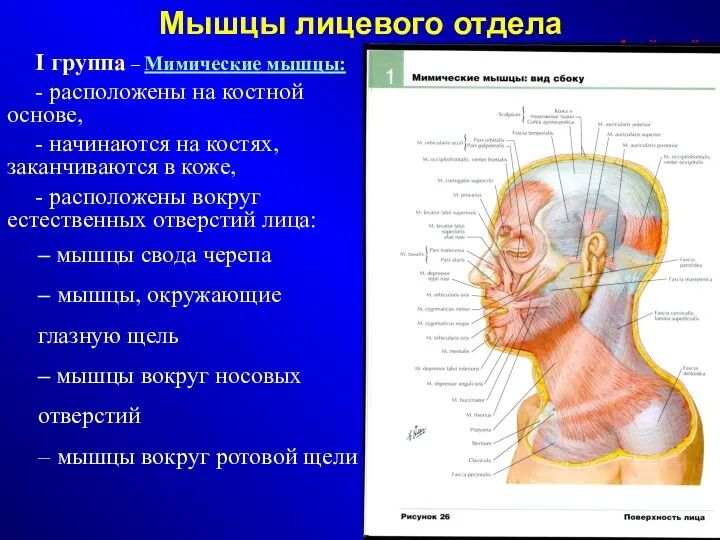 Мышцы лицевого отдела I группа – Мимические мышцы: - расположены на