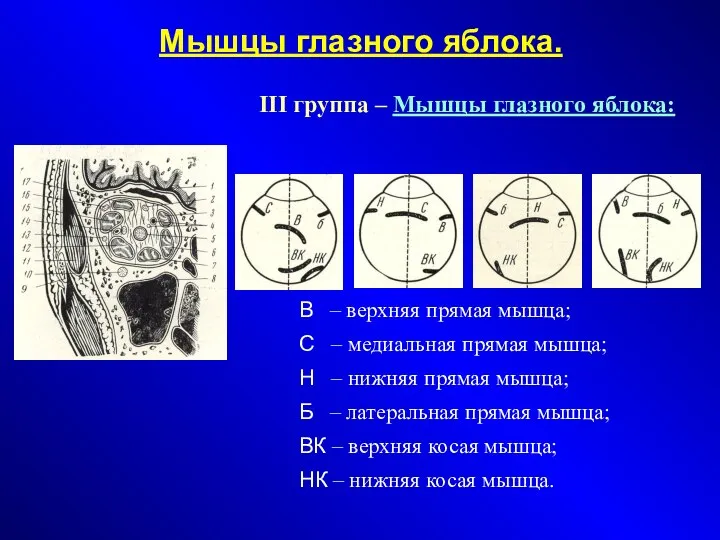 Мышцы глазного яблока. В – верхняя прямая мышца; С – медиальная