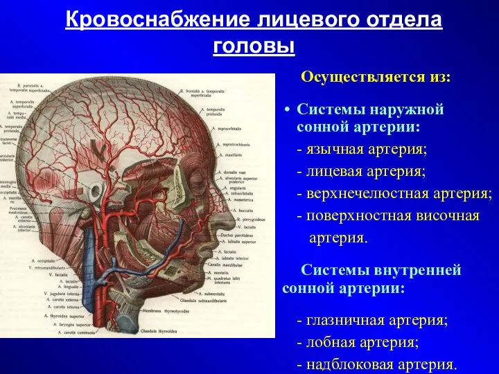 Кровоснабжение лицевого отдела головы Осуществляется из: Системы наружной сонной артерии: -