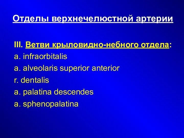 Отделы верхнечелюстной артерии III. Ветви крыловидно-небного отдела: а. infraorbitalis a. alveolaris