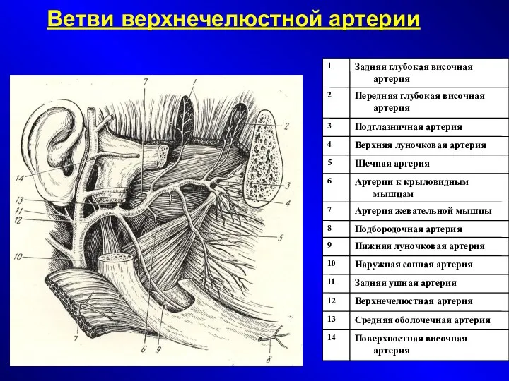 Ветви верхнечелюстной артерии