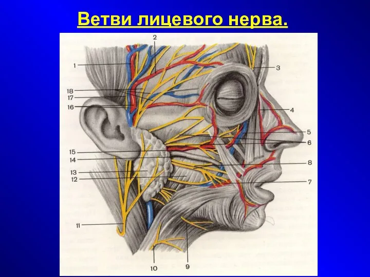 Ветви лицевого нерва.