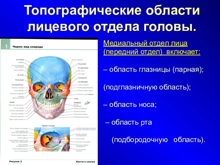 Топографические области лицевого отдела головы. Медиальный отдел лица (передний отдел) включает: