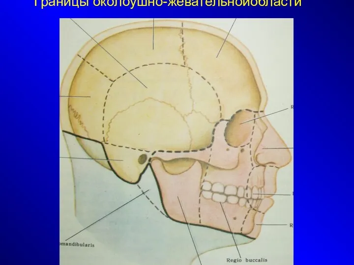 Границы околоушно-жевательнойобласти