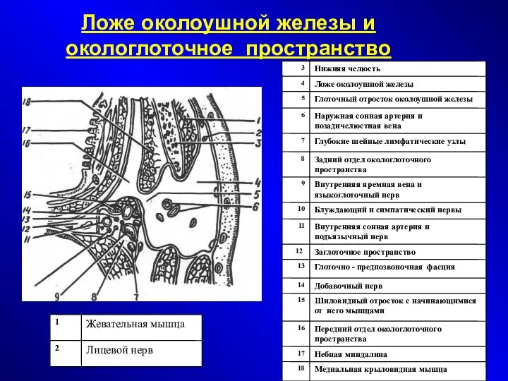 Ложе околоушной железы и окологлоточное пространство