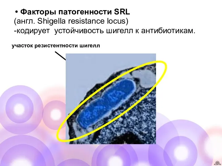 Факторы патогенности SRL (англ. Shigella resistance locus) -кодирует устойчивость шигелл к антибиотикам. участок резистентности шигелл