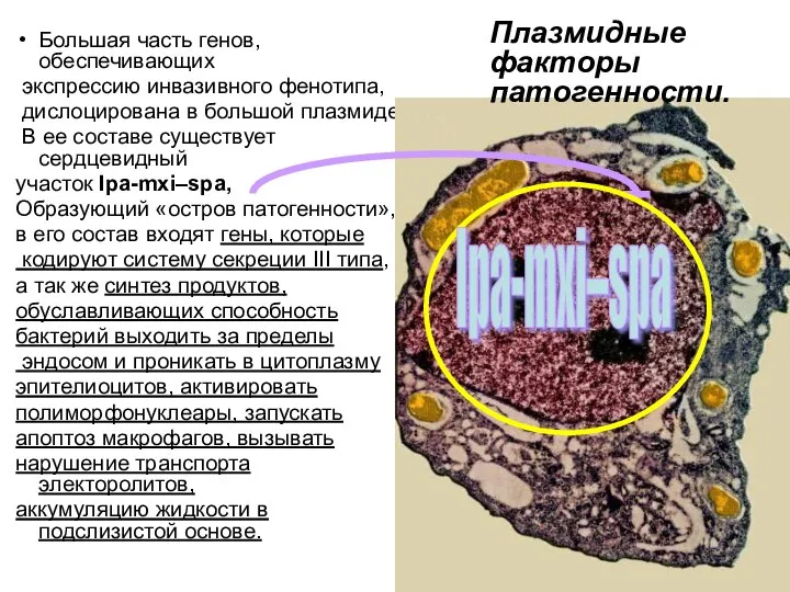 Большая часть генов, обеспечивающих экспрессию инвазивного фенотипа, дислоцирована в большой плазмиде.