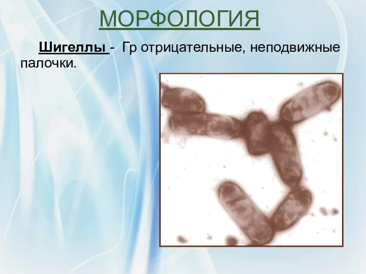 Шигеллы - Гр отрицательные, неподвижные палочки. МОРФОЛОГИЯ