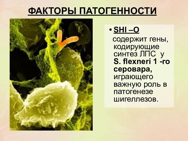 ФАКТОРЫ ПАТОГЕННОСТИ SHI –O содержит гены, кодирующие синтез ЛПС у S.