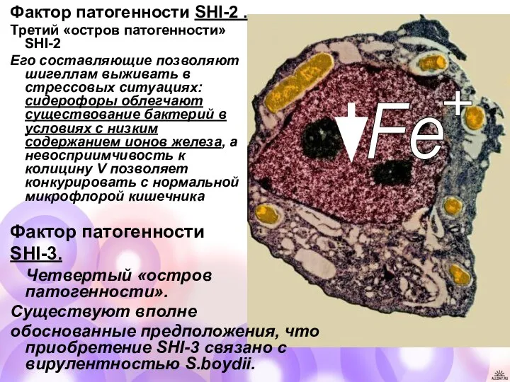 Фактор патогенности SHI-2 . Третий «остров патогенности» SHI-2 Его составляющие позволяют